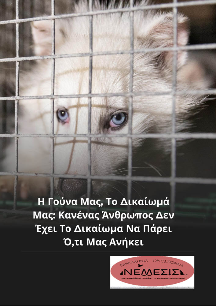Black White Animal Abuse Fight Poster - 3