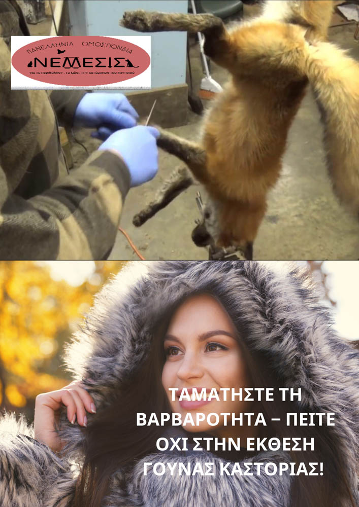 Black White Animal Abuse Fight Poster - 2